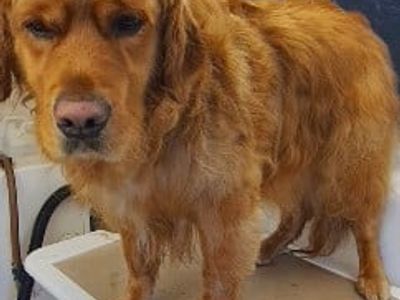 profitable-mobile-pet-grooming-business-with-loyal-hobart-client-base-3