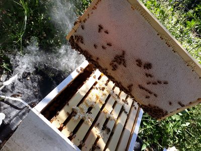 sustainable-hazelnut-amp-agritourism-business-opportunity-1