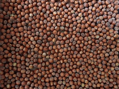 sustainable-hazelnut-amp-agritourism-business-opportunity-0