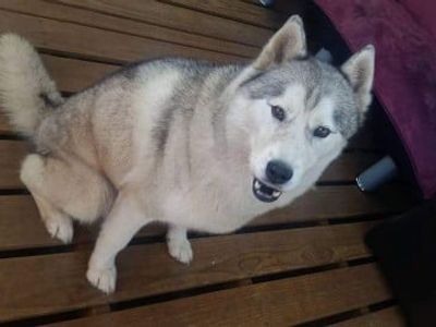profitable-mobile-pet-grooming-business-with-loyal-hobart-client-base-4