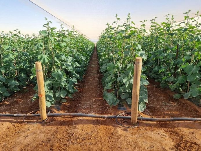horticulture-business-amp-58-acre-asset-1-5m-capability-walk-in-walk-out-7