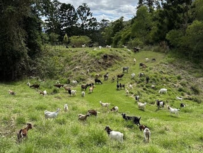 profitable-eco-vegetation-management-business-northern-nsw-2