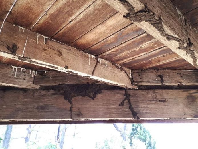 nature-fresh-termite-amp-pest-control-a-30-year-legacy-with-endless-potential-2