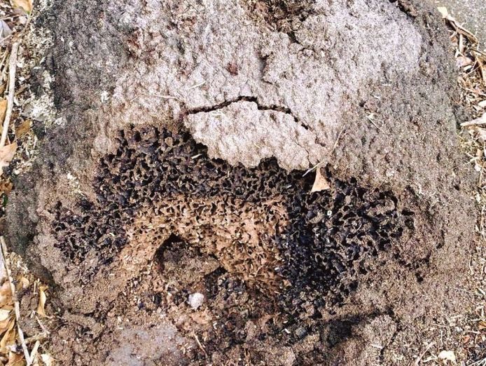 queensland-pest-inspections-amp-reports-gold-coast-3