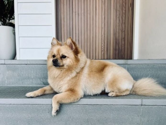 established-boutique-dog-grooming-business-with-growth-potential-0