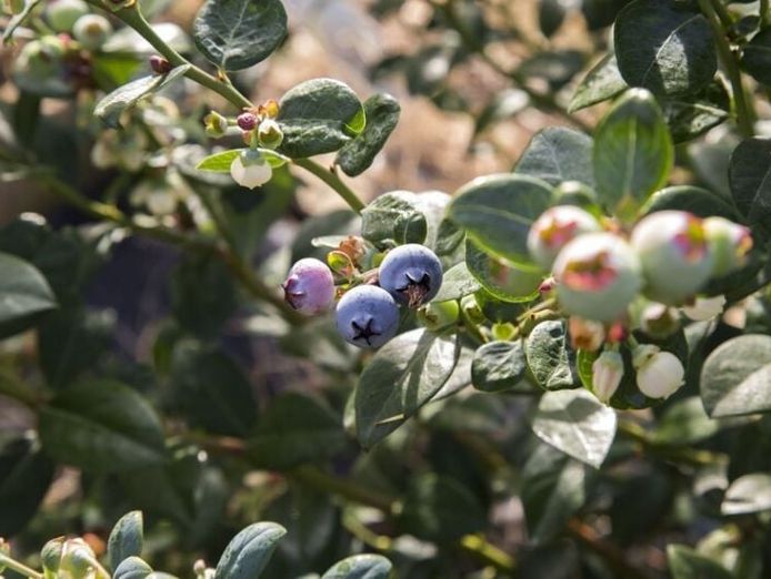 blueberry-greens-blueberry-farm-with-multple-income-streams-freehold-3