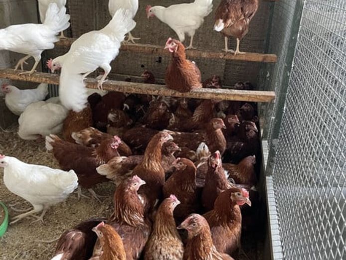 established-rural-amp-pet-supply-business-trusted-since-1978-9