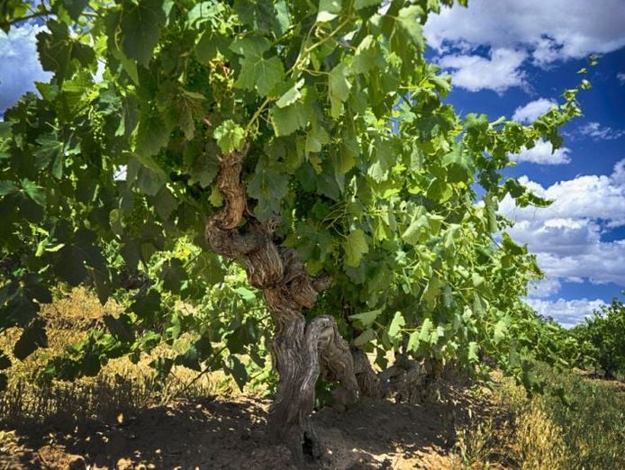 established-sa-wine-tour-operator-25-years-branded-fleet-amp-growth-potential-6