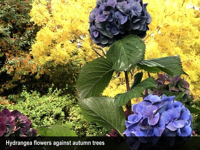 heritage-seed-bank-and-open-garden-7
