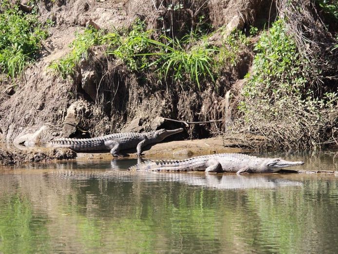 the-closest-wet-tropics-world-heritage-river-based-experience-to-cairns-9
