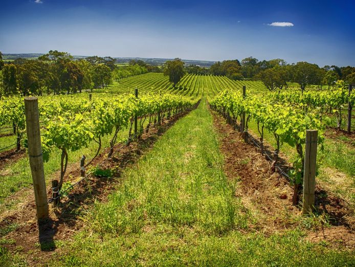 established-sa-wine-tour-operator-25-years-branded-fleet-amp-growth-potential-0