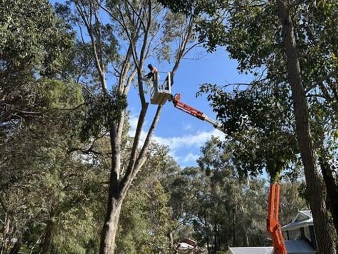 long-established-arborist-businesses-strong-cashflow-amp-major-contracts-8