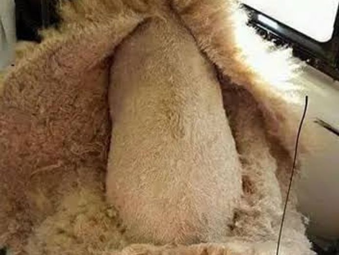 profitable-mobile-pet-grooming-business-with-loyal-hobart-client-base-2