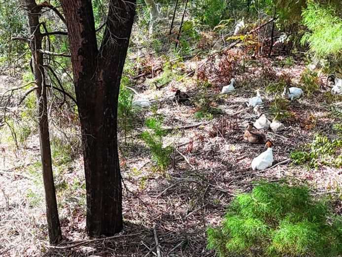 profitable-eco-vegetation-management-business-northern-nsw-4