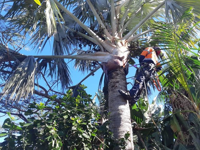 long-established-arborist-businesses-strong-cashflow-amp-major-contracts-3