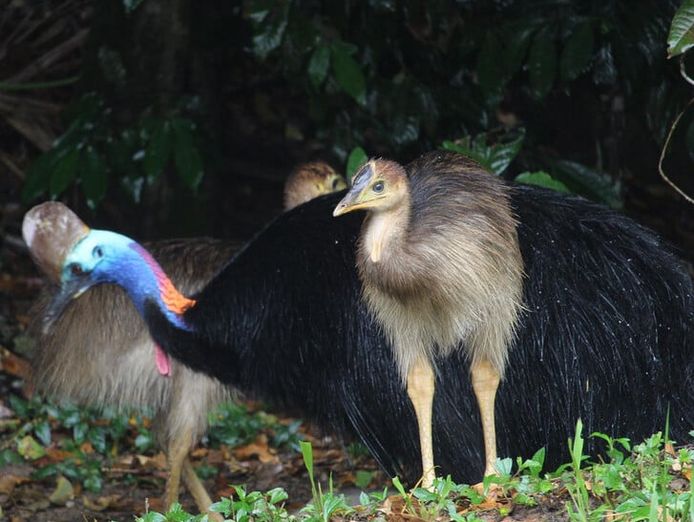 the-closest-wet-tropics-world-heritage-river-based-experience-to-cairns-3