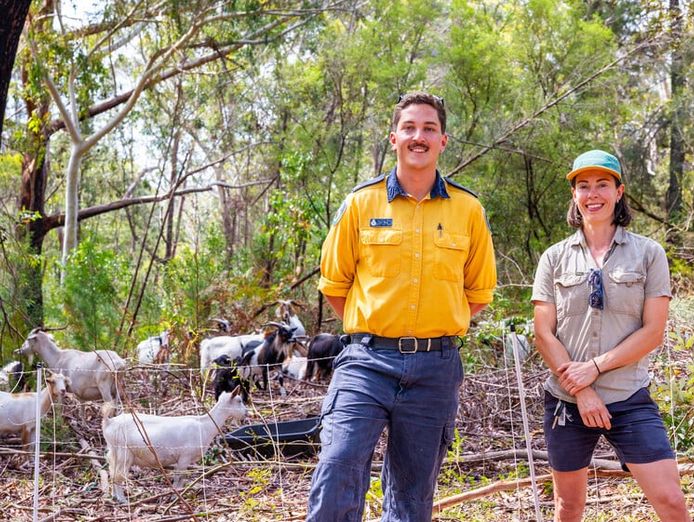 profitable-eco-vegetation-management-business-northern-nsw-3