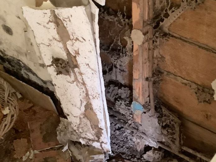 queensland-pest-inspections-amp-reports-gold-coast-6