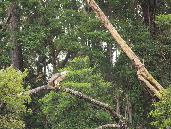 the-closest-wet-tropics-world-heritage-river-based-experience-to-cairns-8