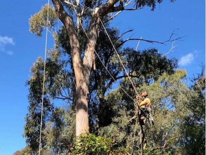 established-arboricultural-business-for-sale-1