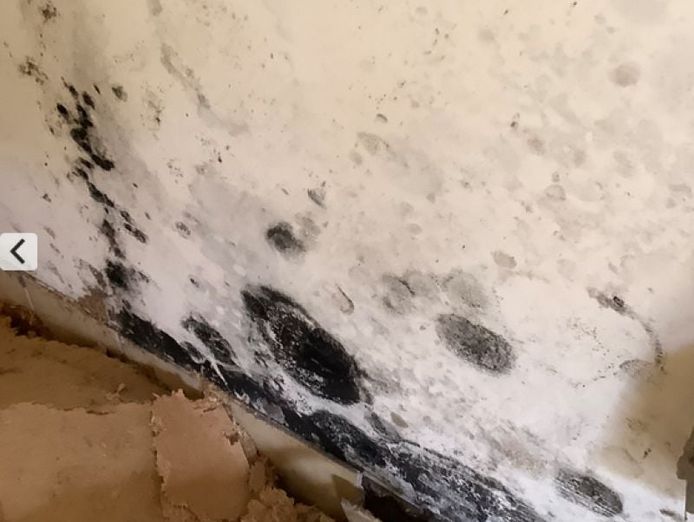 queensland-pest-inspections-amp-reports-gold-coast-2