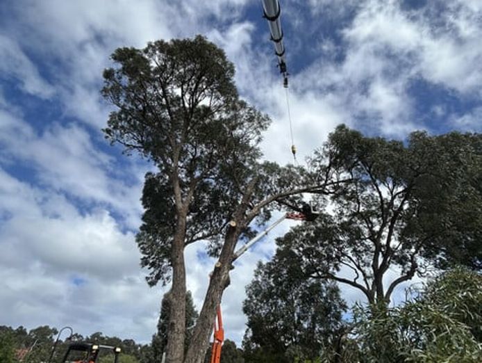long-established-arborist-businesses-strong-cashflow-amp-major-contracts-7