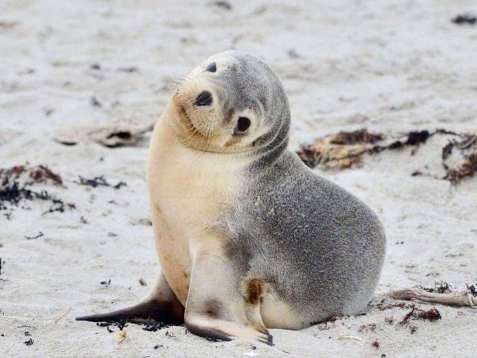 award-winning-ecostar-tourism-business-kangaroo-island-2