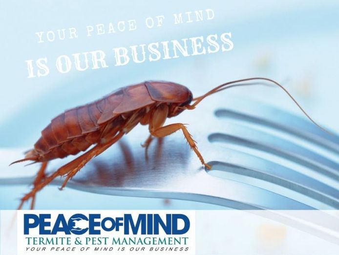 established-termite-amp-pest-management-business-flexible-mobile-operation-wiwo-2