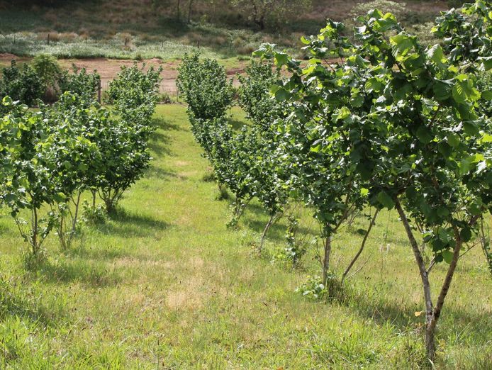 sustainable-hazelnut-amp-agritourism-business-opportunity-9