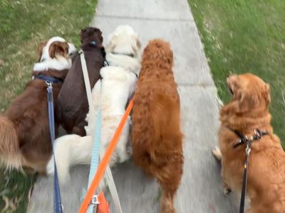 brisbane-dog-walking-business-van-included-4