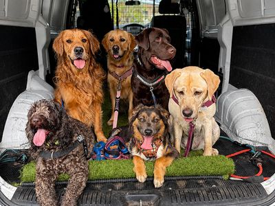 brisbane-dog-walking-business-van-included-0