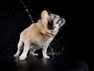 dog-grooming-home-based-relocatable-total-setup-included-0