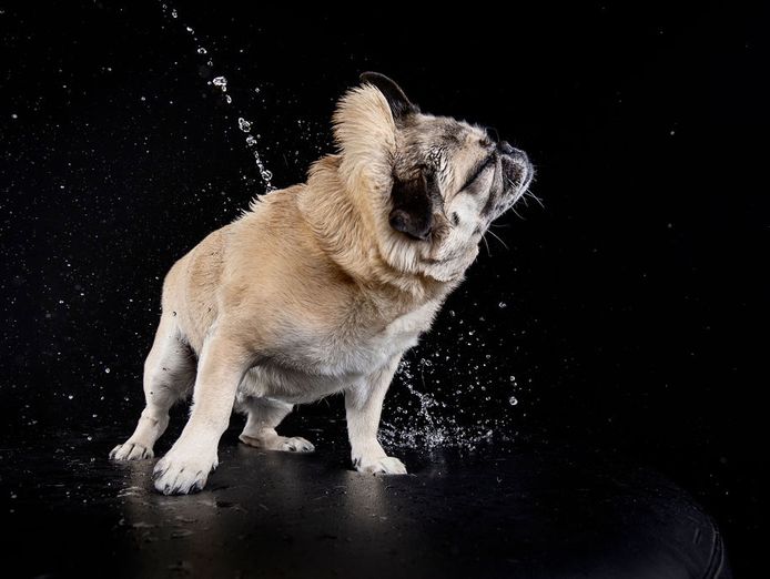 dog-grooming-home-based-relocatable-total-setup-included-0