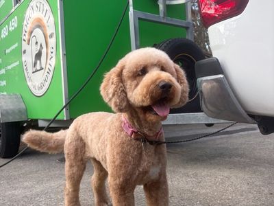 established-mobile-dog-grooming-business-for-sale-palm-beach-qld-5