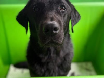 established-mobile-dog-grooming-business-for-sale-palm-beach-qld-6