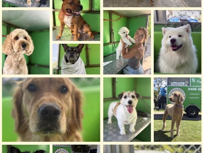 established-mobile-dog-grooming-business-for-sale-palm-beach-qld-3