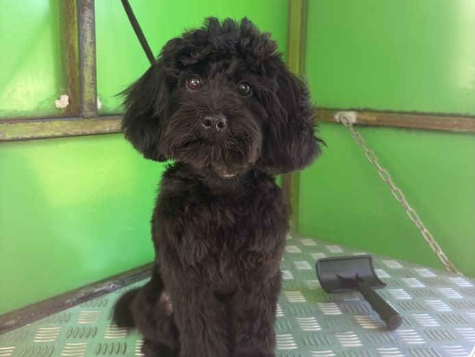 established-mobile-dog-grooming-business-for-sale-palm-beach-qld-4